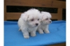 Maltese  puppies
